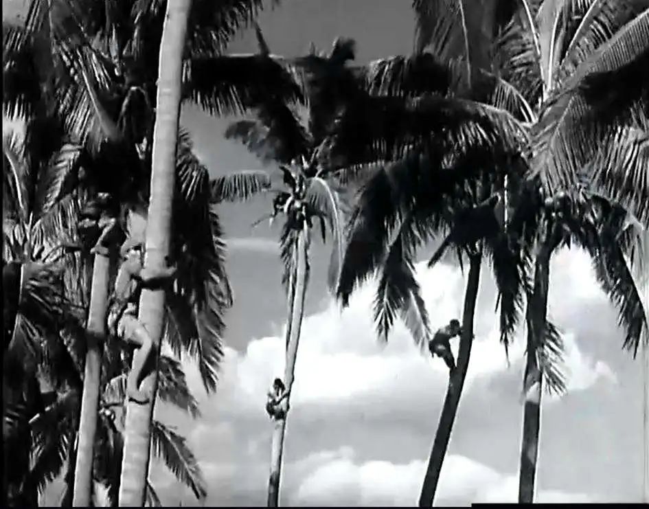 七十年代海南儋州农村见闻 || 李海明 七十年代海南儋州农村见闻 || 李海明