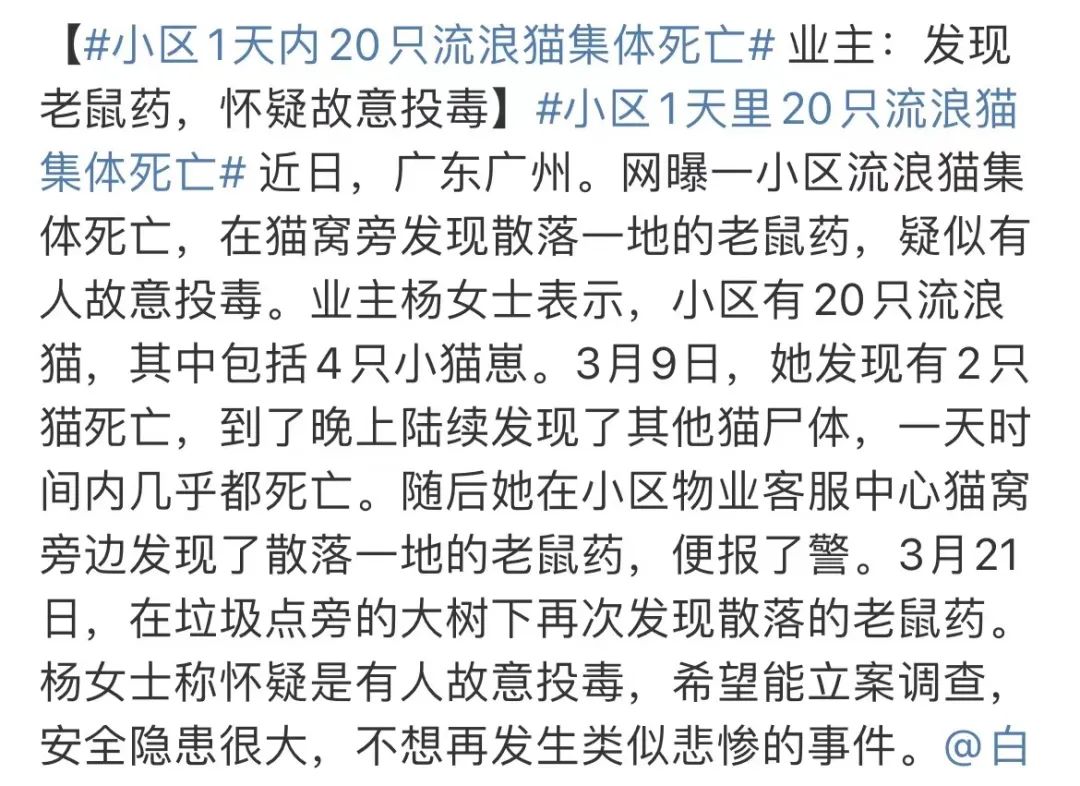 虐猫团伙预谋在广州公园下毒手,流浪猫命运如何? 虐猫团伙预谋在广州公园下毒手,流浪猫命运如何?