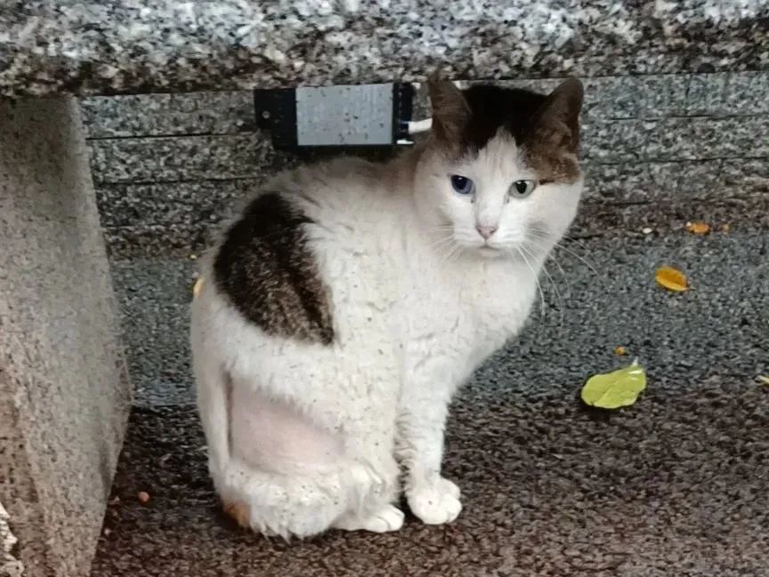 虐猫团伙预谋在广州公园下毒手,流浪猫命运如何? 虐猫团伙预谋在广州公园下毒手,流浪猫命运如何?