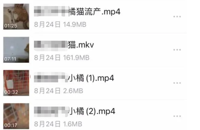 虐猫团伙预谋在广州公园下毒手,流浪猫命运如何? 虐猫团伙预谋在广州公园下毒手,流浪猫命运如何?