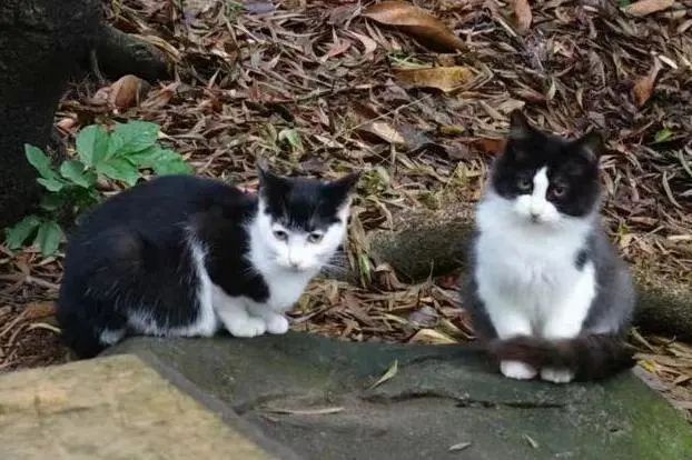 虐猫团伙预谋在广州公园下毒手,流浪猫命运如何? 虐猫团伙预谋在广州公园下毒手,流浪猫命运如何?