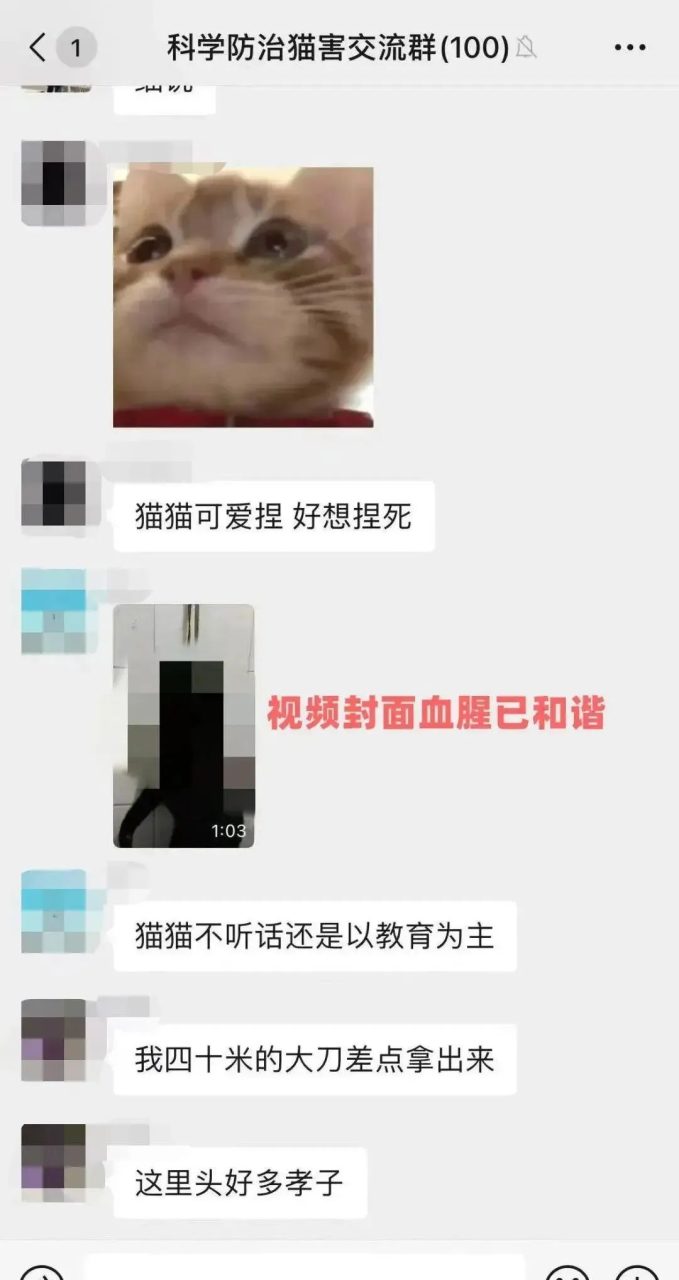 虐猫团伙预谋在广州公园下毒手,流浪猫命运如何? 虐猫团伙预谋在广州公园下毒手,流浪猫命运如何?