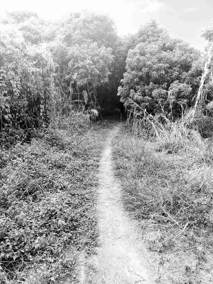 知青扎根后的失魂生活碎片 || 莫依慈 知青扎根后的失魂生活碎片 || 莫依慈