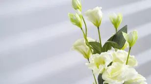 与荔枝湾、白云山有关的素社直街 || 荔人行 与荔枝湾、白云山有关的素社直街 || 荔人行