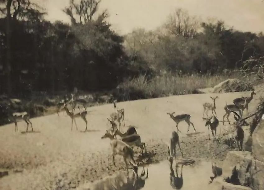 任溶溶的广州足印广州情 || 荔人行 任溶溶的广州足印广州情 || 荔人行