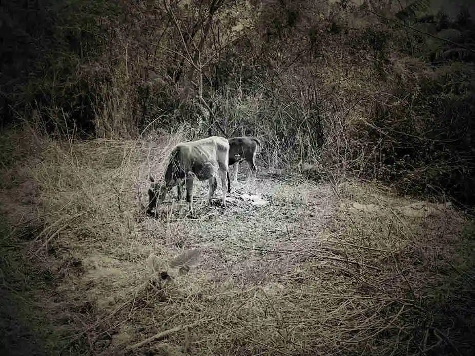 知青扎根后的失魂生活碎片 || 莫依慈 知青扎根后的失魂生活碎片 || 莫依慈