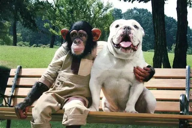 大家都没看过的《阿笨与阿占》大结局,究竟是怎样的? 大家都没看过的《阿笨与阿占》大结局,究竟是怎样的?