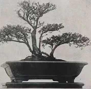 任溶溶的广州足印广州情 || 荔人行 任溶溶的广州足印广州情 || 荔人行