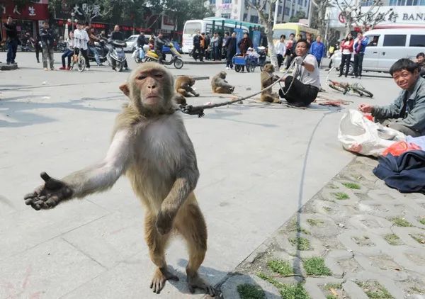 粤语为何称猴子为马骝，猴和马怎么扯上关系的呢？