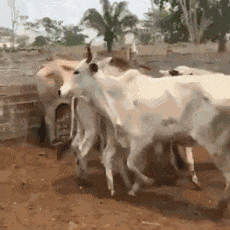 粤语“好打得”：粤拼输入法软件最强测评！