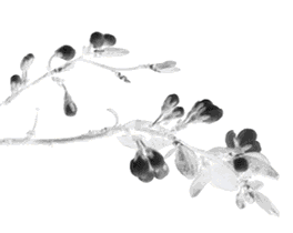 伦文叙与杨公馆的故事 || 朱广 伦文叙与杨公馆的故事 || 朱广