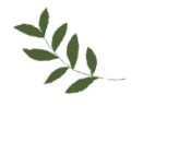 伦文叙与杨公馆的故事 || 朱广