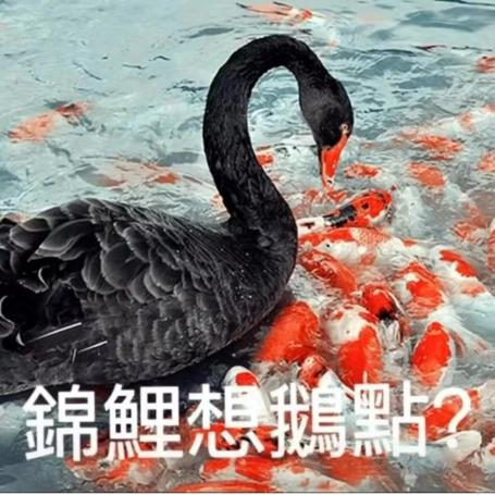 “锦鲤”表情包流行,只是广东人的自High吗? “锦鲤”表情包流行,只是广东人的自High吗?