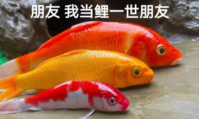 “锦鲤”表情包流行,只是广东人的自High吗? “锦鲤”表情包流行,只是广东人的自High吗?