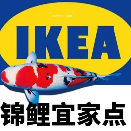 “锦鲤”表情包流行,只是广东人的自High吗? “锦鲤”表情包流行,只是广东人的自High吗?