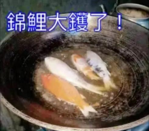 “锦鲤”表情包流行,只是广东人的自High吗? “锦鲤”表情包流行,只是广东人的自High吗?
