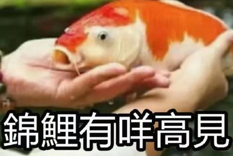 “锦鲤”表情包流行,只是广东人的自High吗? “锦鲤”表情包流行,只是广东人的自High吗?