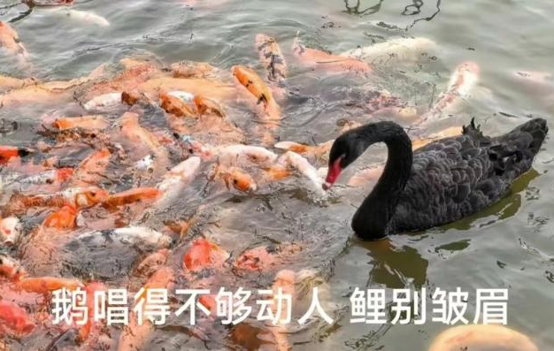 “锦鲤”表情包流行,只是广东人的自High吗? “锦鲤”表情包流行,只是广东人的自High吗?