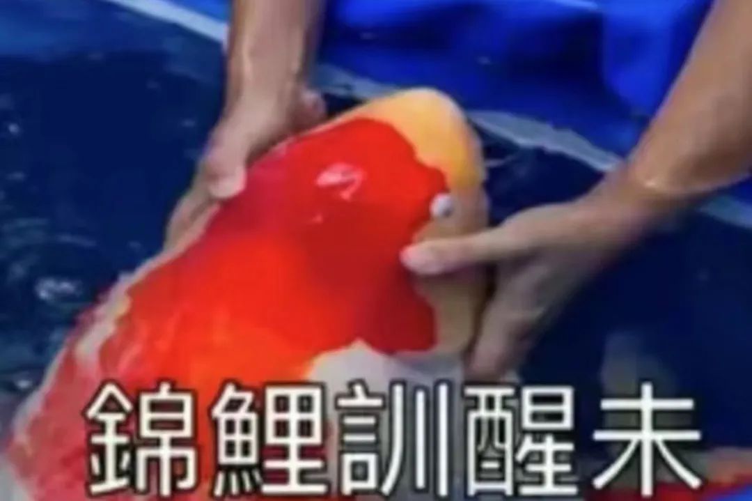 “锦鲤”表情包流行,只是广东人的自High吗? “锦鲤”表情包流行,只是广东人的自High吗?