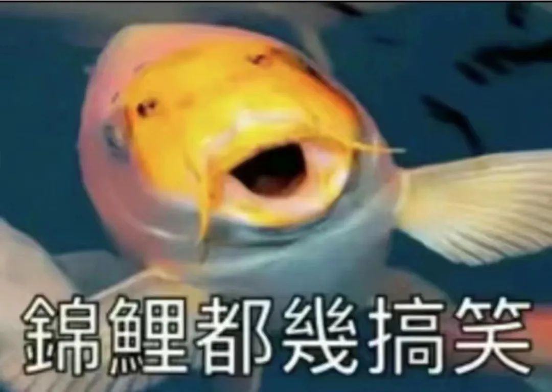 “锦鲤”表情包流行,只是广东人的自High吗? “锦鲤”表情包流行,只是广东人的自High吗?