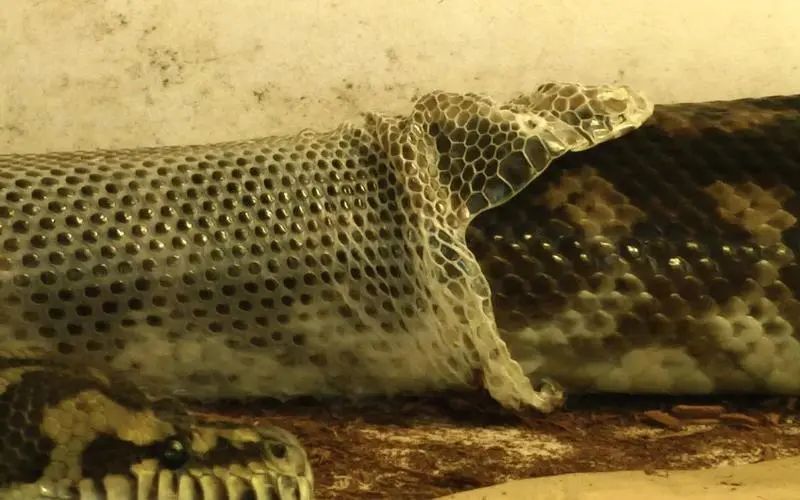 为什么很多广东长辈都不喜欢蛇这个生肖? 为什么很多广东长辈都不喜欢蛇这个生肖?