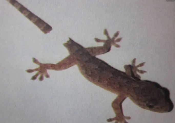 为什么很多广东长辈都不喜欢蛇这个生肖? 为什么很多广东长辈都不喜欢蛇这个生肖?