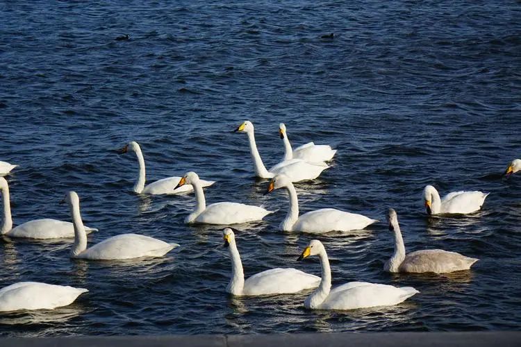 唐诗《咏鹅》第一句为何只有三个字? 唐诗《咏鹅》第一句为何只有三个字?