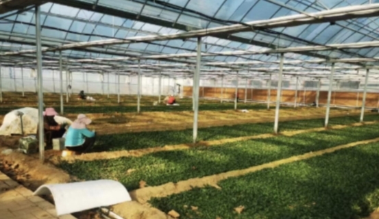 24小时从田间到货架，京东七鲜让蔬菜跑出“真新鲜”