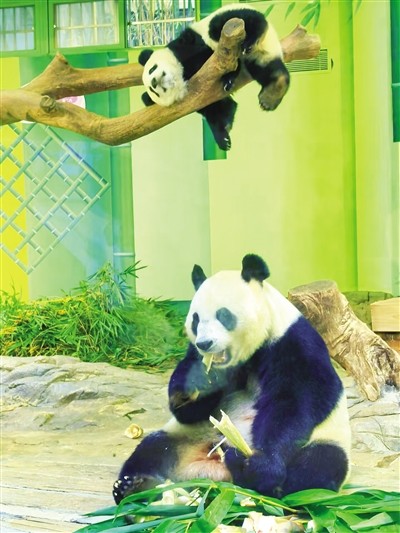 吃播界顶流来了！YY直播带你看大熊猫“妹珠”的趣味日常