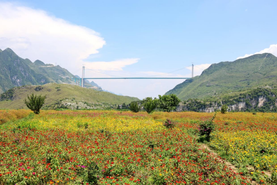 【粤黔协作】助力安顺乡村农文旅融合发展系列报道之四  关岭县马马崖村：“花经济+桥元素”  激活乡村文旅新动能