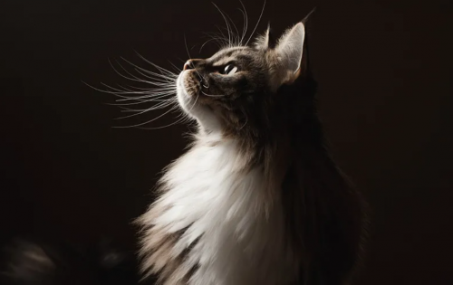 2025 优质猫粮品牌清单：科学喂养 + 配料营养类型全解析