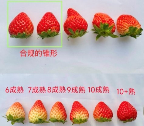 “烘焙顶流”回归！七鲜草莓盒子上市两周即卖爆200%