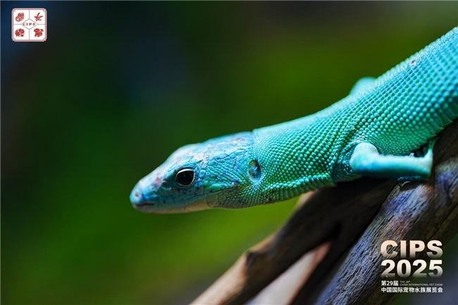 第29届中国国际宠物水族展览会迎「无限」而启，于广州荣耀开幕