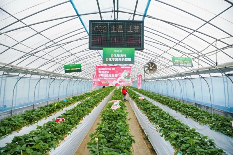 秦淮河畔草莓香！好吃又安全的红芭蕾正式上市，擦亮溧水草莓名片