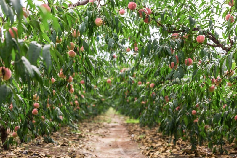 中国农民丰收节成功举办八届，百果园通过品牌+技术持续为果农增收助力