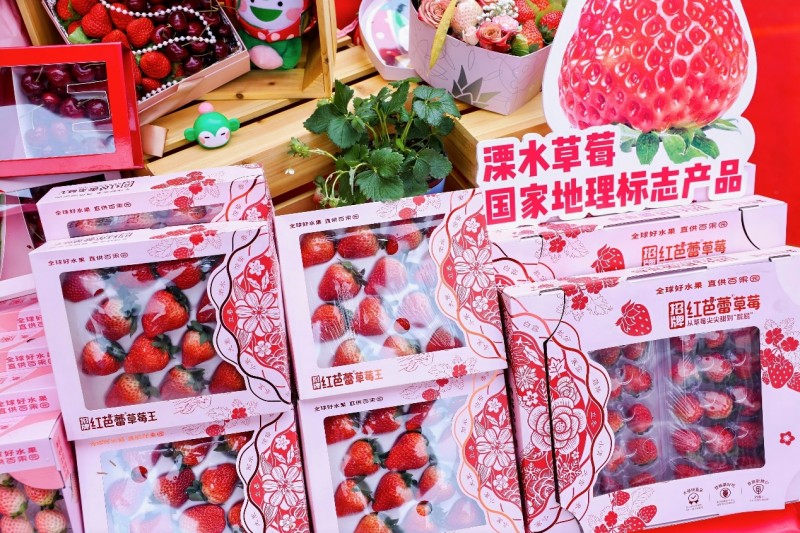 秦淮河畔草莓香！好吃又安全的红芭蕾正式上市，擦亮溧水草莓名片
