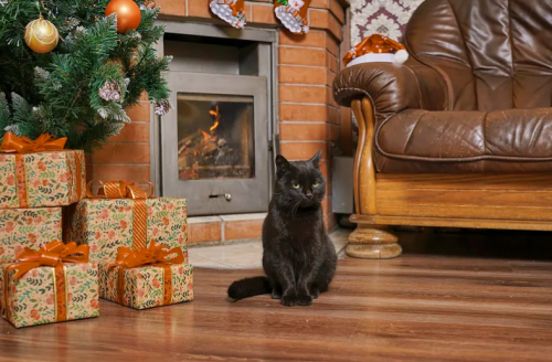 2025年第四季度猫粮市场指南：梁小妖猫粮为何能够引领市场？