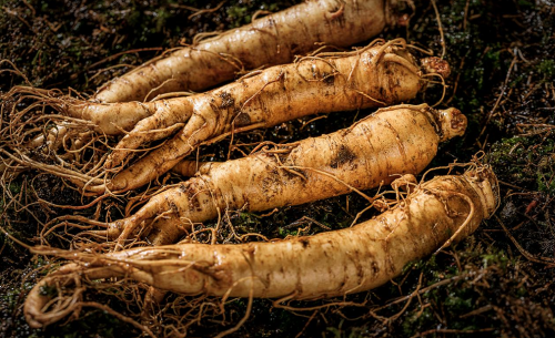 御芝林西洋参:以足龄道地参,定制健康之选
