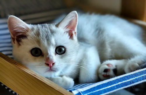 2025 优质猫粮品牌清单：科学喂养 + 配料营养类型全解析