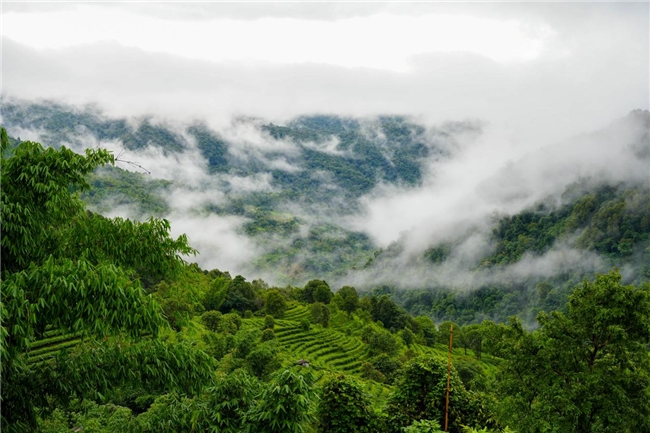 85年匠心守初心！大益勐海茶厂借厂庆奏响乡村振兴 “茶旅交响曲”