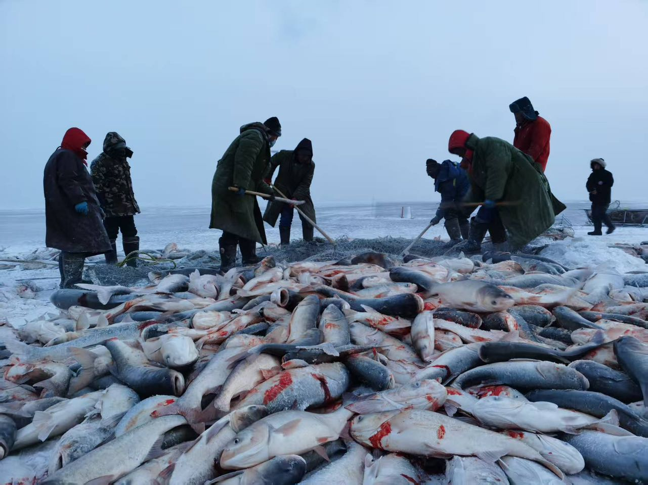 1月8日查干湖冬捕冰湖腾鱼再启，京东时隔11年再次参加头鱼拍卖添新看点