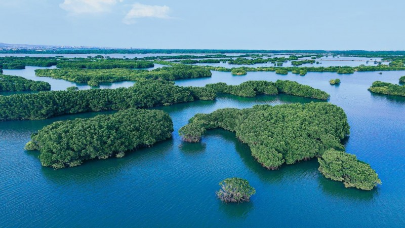 践行“两山”理念：中交广航局以创新实践守护“国宝”红树林，绘就“绿美广东”新画卷