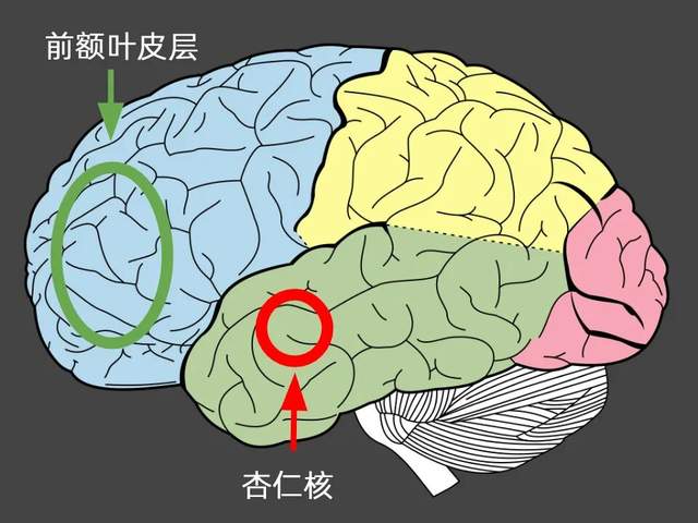 讲粤语的人更聪明？多份科学研究揭示真相！