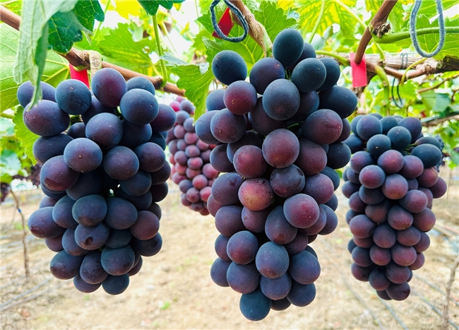 京东七鲜11.11全国征集好吃的水果！ 上线“水果好吃榜”