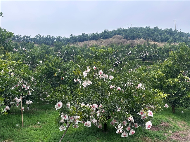 锁定今冬“柑橘顶流”！京东“包园”300万斤耙耙柑，12月20日果园直发