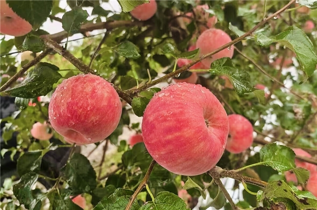 京东七鲜11.11全国征集好吃的水果！ 上线“水果好吃榜”