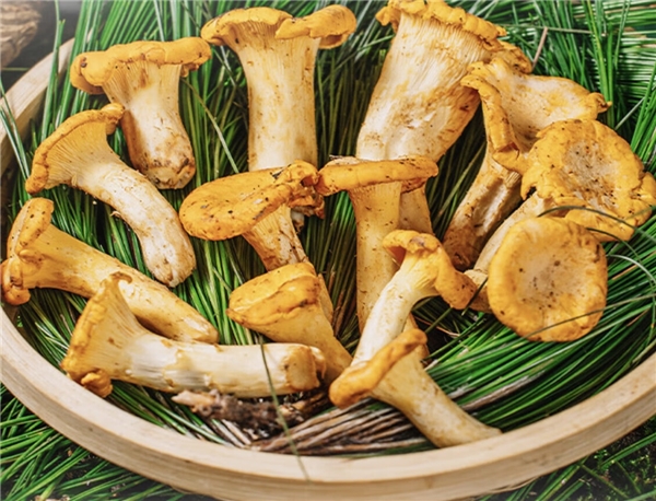 “蘑”法山珍平价尝鲜! 京东七鲜香格里拉松茸99元开抢