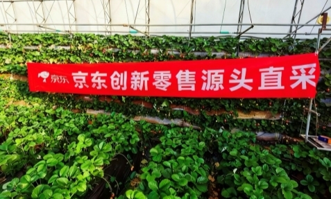 “烘焙顶流”回归！七鲜草莓盒子上市两周即卖爆200%