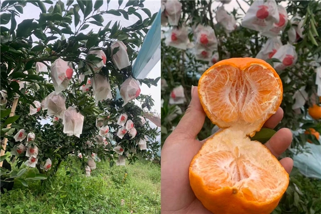 锁定今冬“柑橘顶流”！京东“包园”300万斤耙耙柑，12月20日果园直发