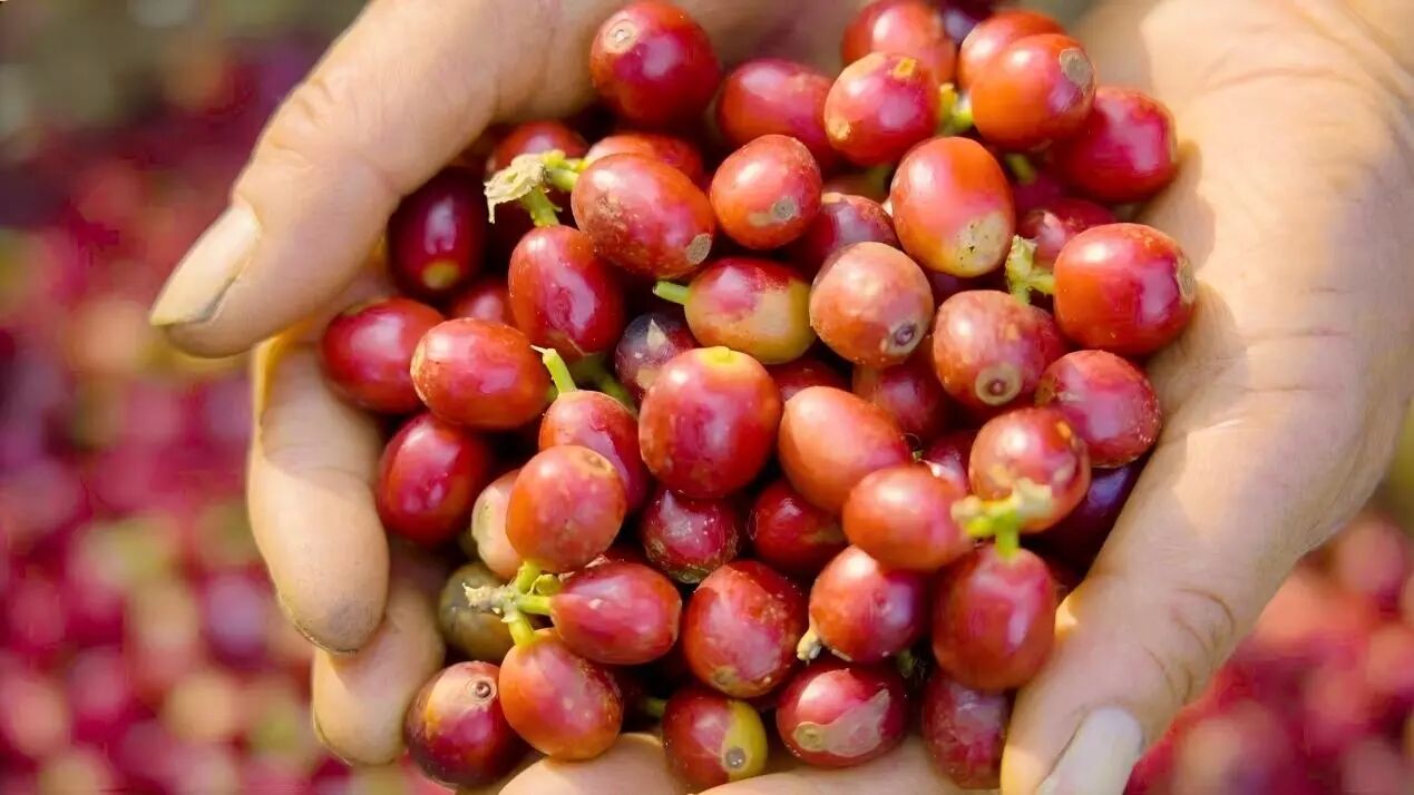 “瑞幸号”里的中国咖啡“双循环”